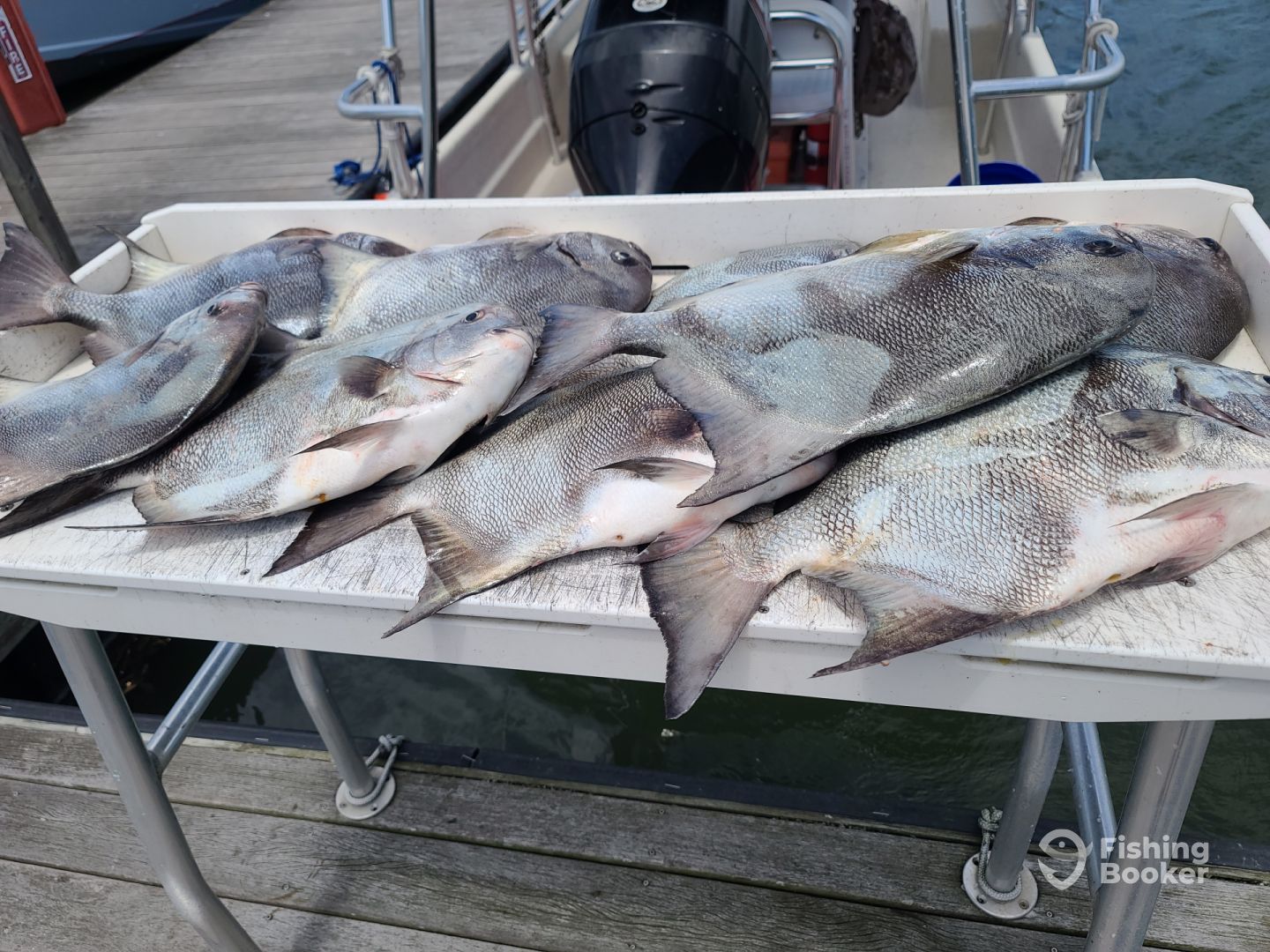 Edisto Island Report Photo 0