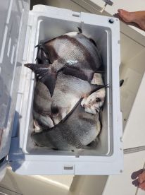 Edisto Island Report Photo 1