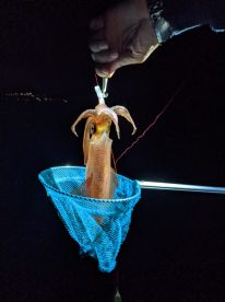 The silence of the squids-Croatia style