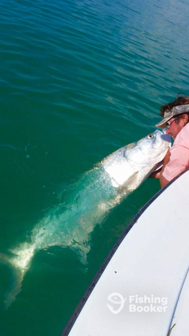 Tarpon