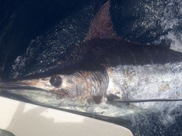 South Padre Island Report Photo 2