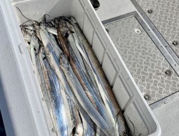 Packed Full Of Ribbon Fish Action!
