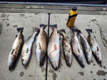 Fat trout friday