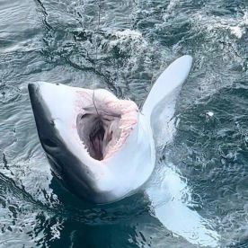 Angela and mikes shark trip