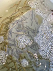 Key Largo Report Photo 1