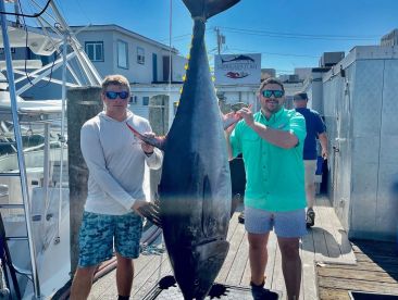 Giant Bluefin Tuna
