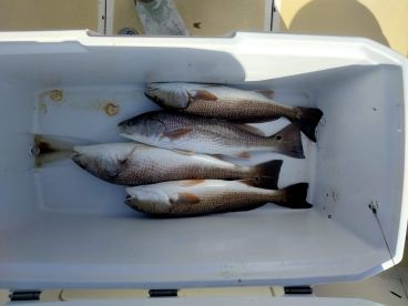 Pinellas County Report Photo 3