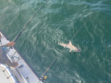 Roanoke Island Report Photo 3