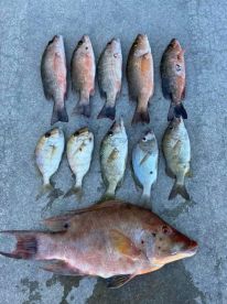 Islamorada Report Photo 2
