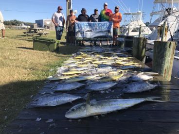 Dolphins & Blackfins