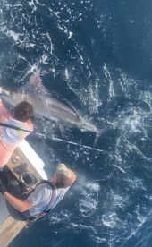 Big Blue Marlin caught on Championship!