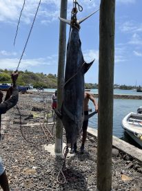 Mauritius Report Photo 2