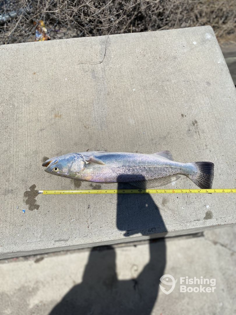 Galveston Report Photo 0