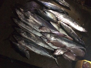 King mackerel fishing