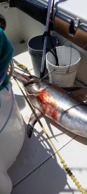 Swordfish Showdown!