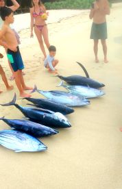 Le Morne Report Photo 2
