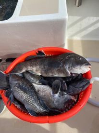 Montauk Report Photo 2