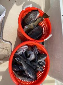 Montauk Report Photo 2