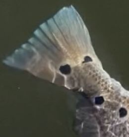 Trout and Drum frenzy