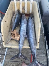 Carolina Beach Report Photo 1