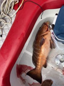 Big cubera snapper on the troll
