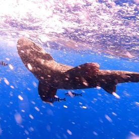 Le Morne Report Photo 2