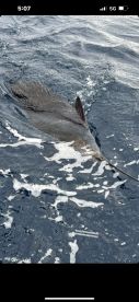 Key Largo Report Photo 2