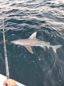 Jaws in January!