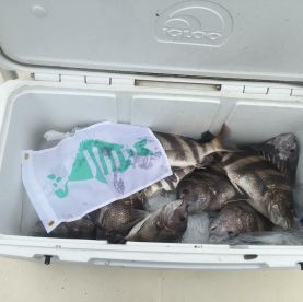Galveston Report Photo 2