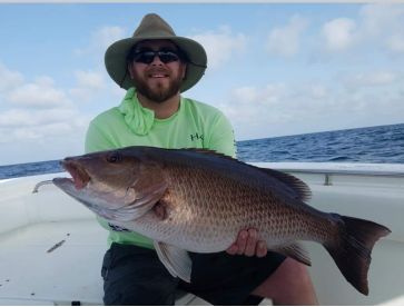 12 pound mangrove snapper 