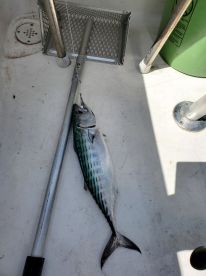 Spanish and Blues all over