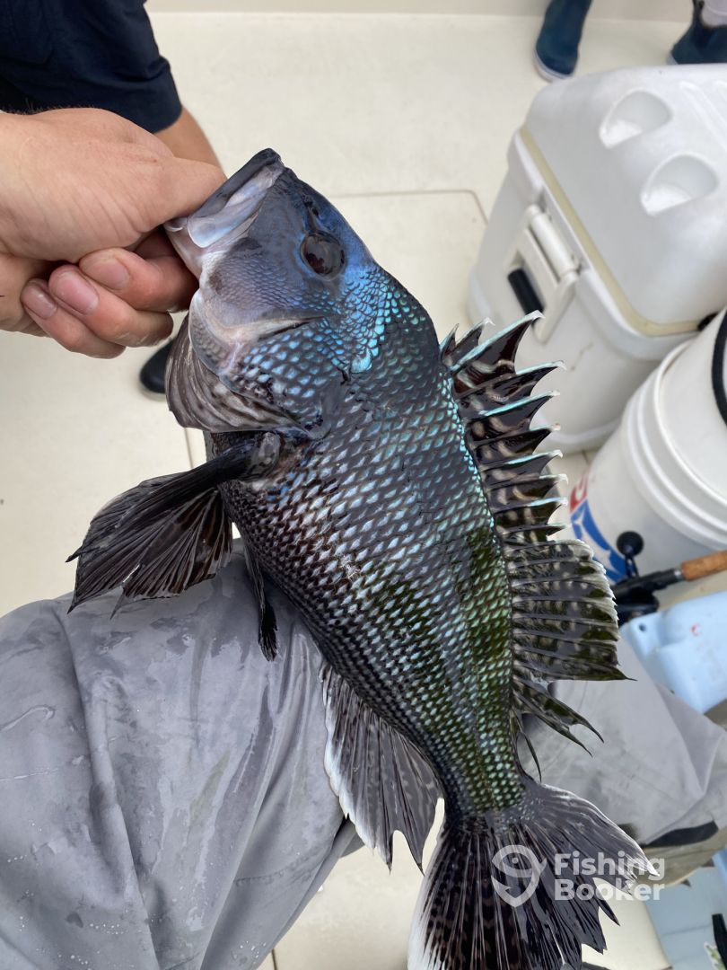 Daily Point Pleasant Beach Fishing Reports (September 2023)