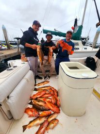 Moster rock fish still biting nearshore