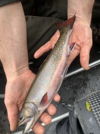 Lake Placid Report Photo 1