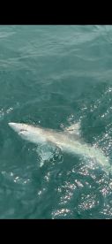 Manteo Report Photo 2