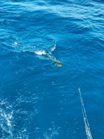San Jose del Cabo Report Photo 2