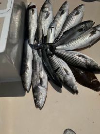 Montauk Report Photo 1