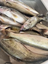 What a great day fishing! 