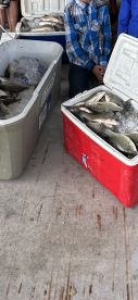 Livingston Report Photo 2
