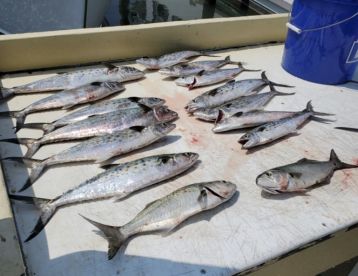 June 17th Inshore