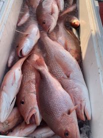 Red Snapper