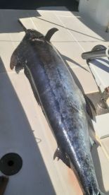 Le Morne Report Photo 1