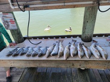 The migration for redfish is about to be