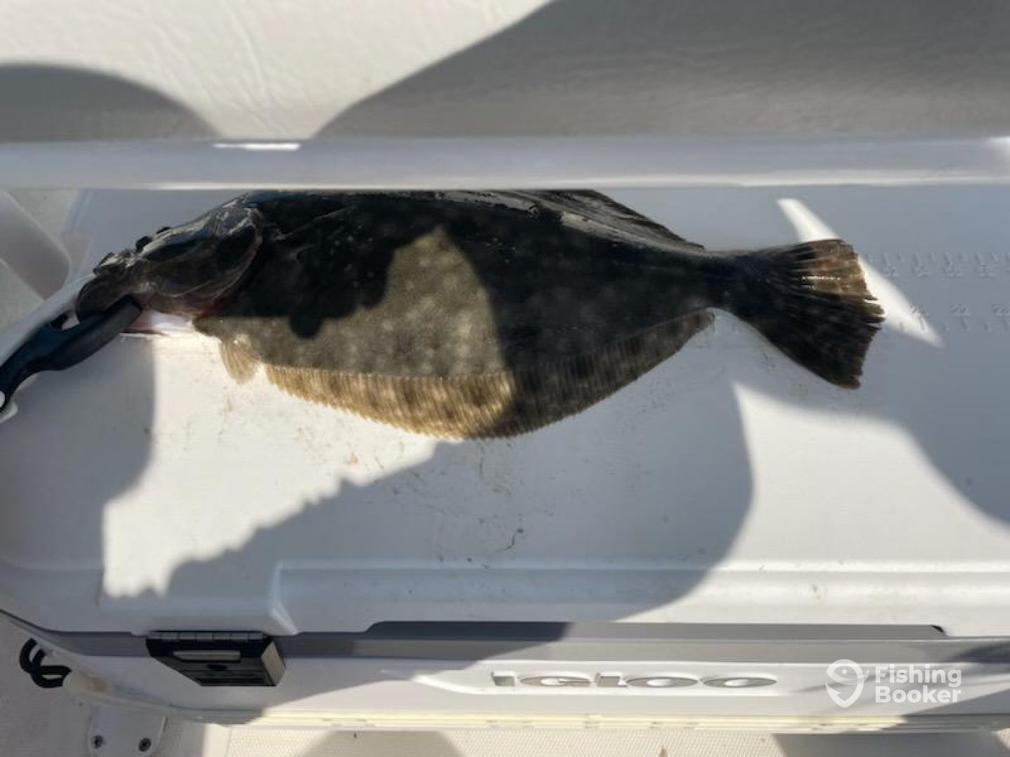 Murrells Inlet Report Photo 0