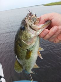 Manns Harbor Report Photo 2