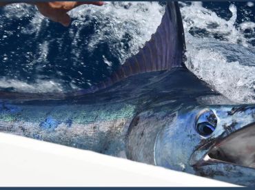 Cabo San Lucas Report Photo 2