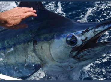 Cabo San Lucas Report Photo 1