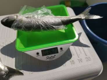 Bluefish trolling 