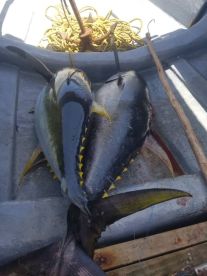 TODAY MORNING FISHING TRIP