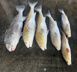 Galveston Report Photo 1